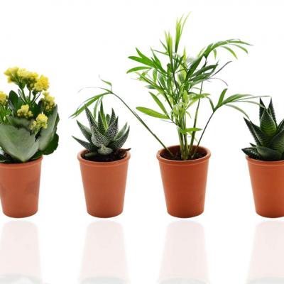Goodiesfrancais mini plante depolluante nat007 5